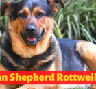 German shepherd rottweiler mix