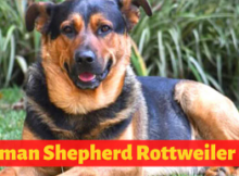 German shepherd rottweiler mix